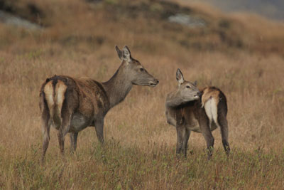 Red Deer photographs by Neil Salisbury